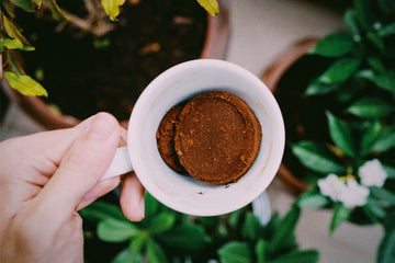 Café Como Abono: Un Tesoro para Tus Plantas - Trifecta Café