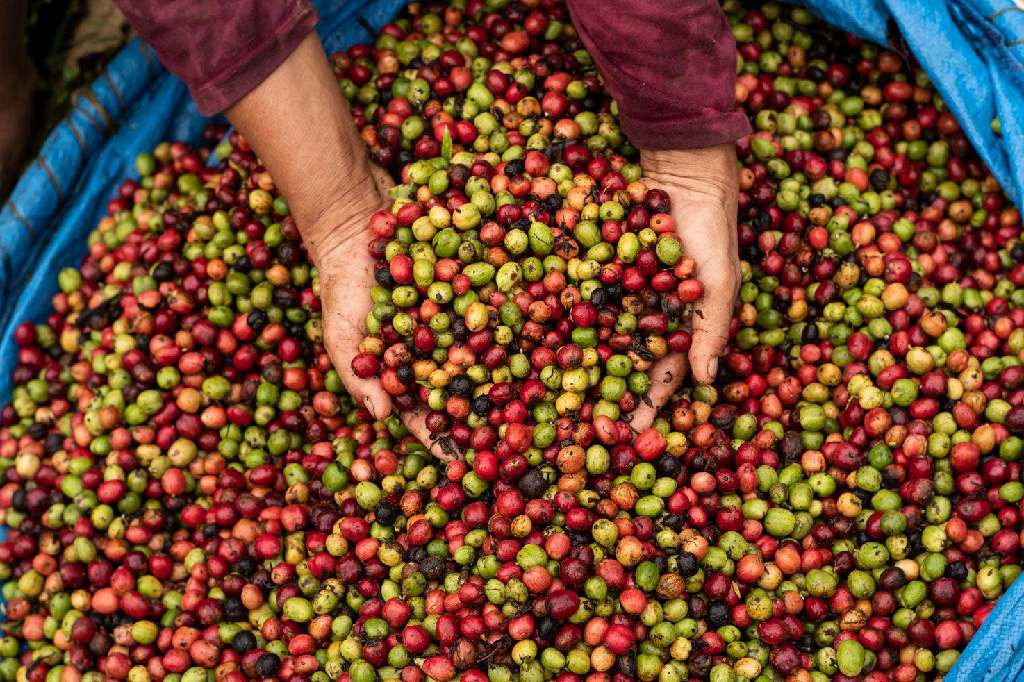 El Viaje del Café: De la Cereza a la Taza - Trifecta Café