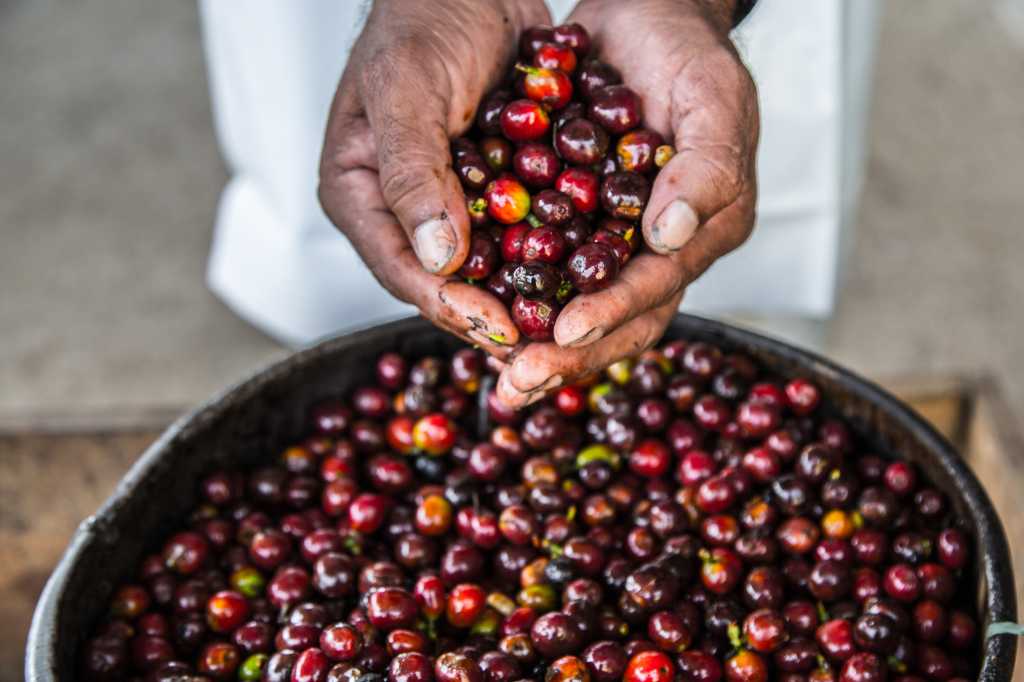 La fascinante historia del café: De Etiopía a tu taza - Trifecta Café