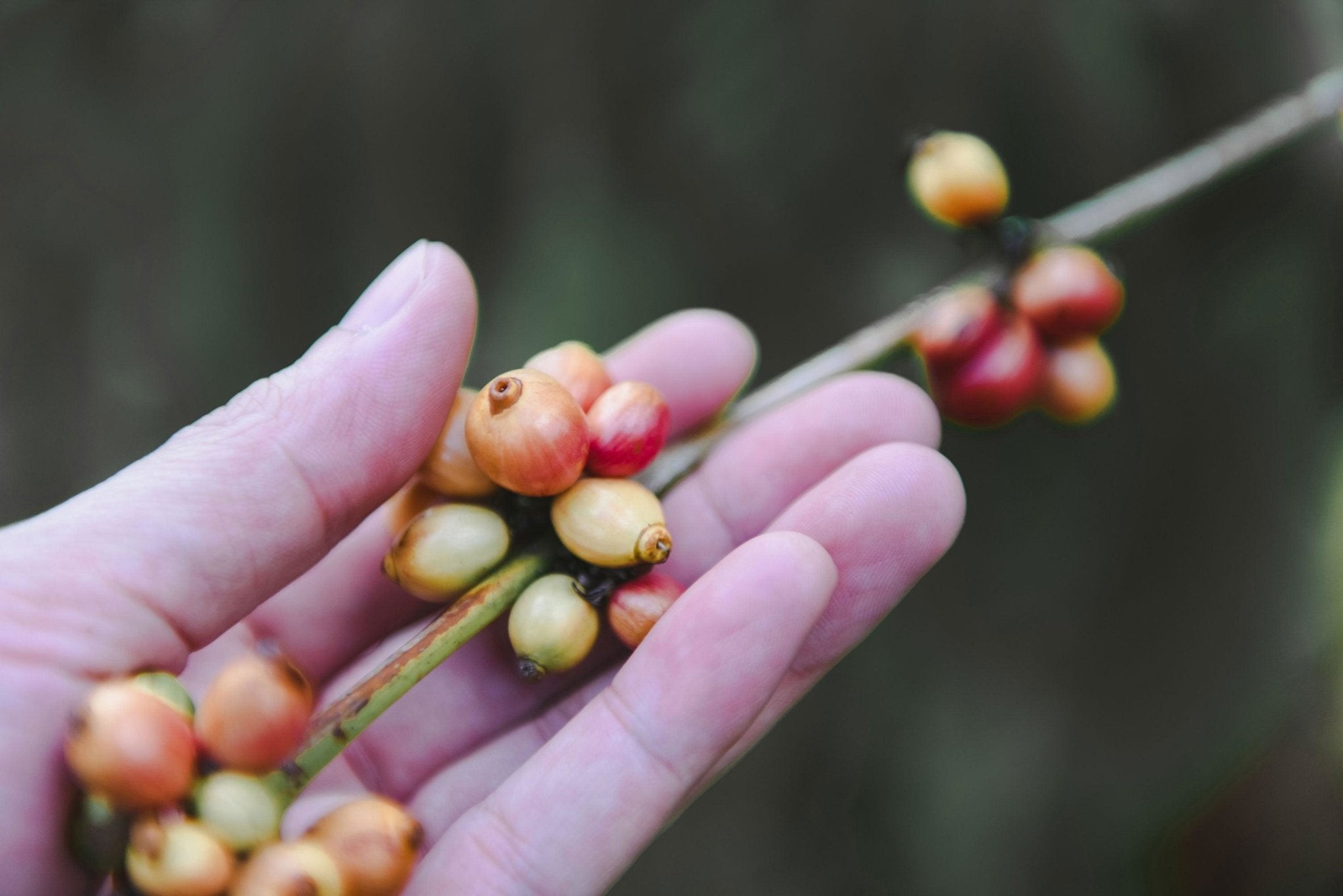 Variedades de Café: Un Viaje por los Sabores del Mundo - Trifecta Café